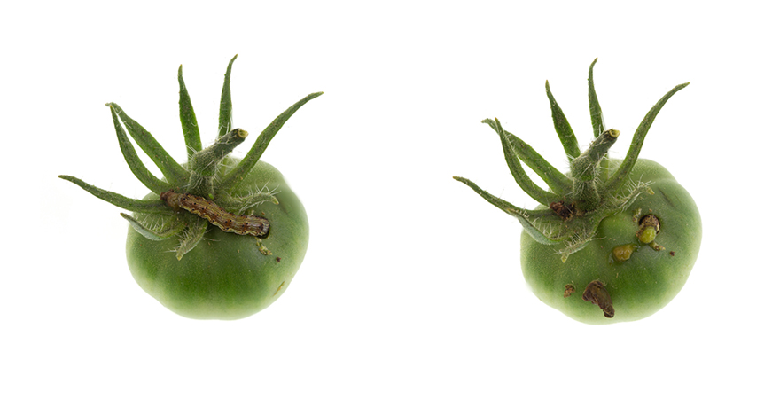 Пошкодження плодів гусінню томатної молі